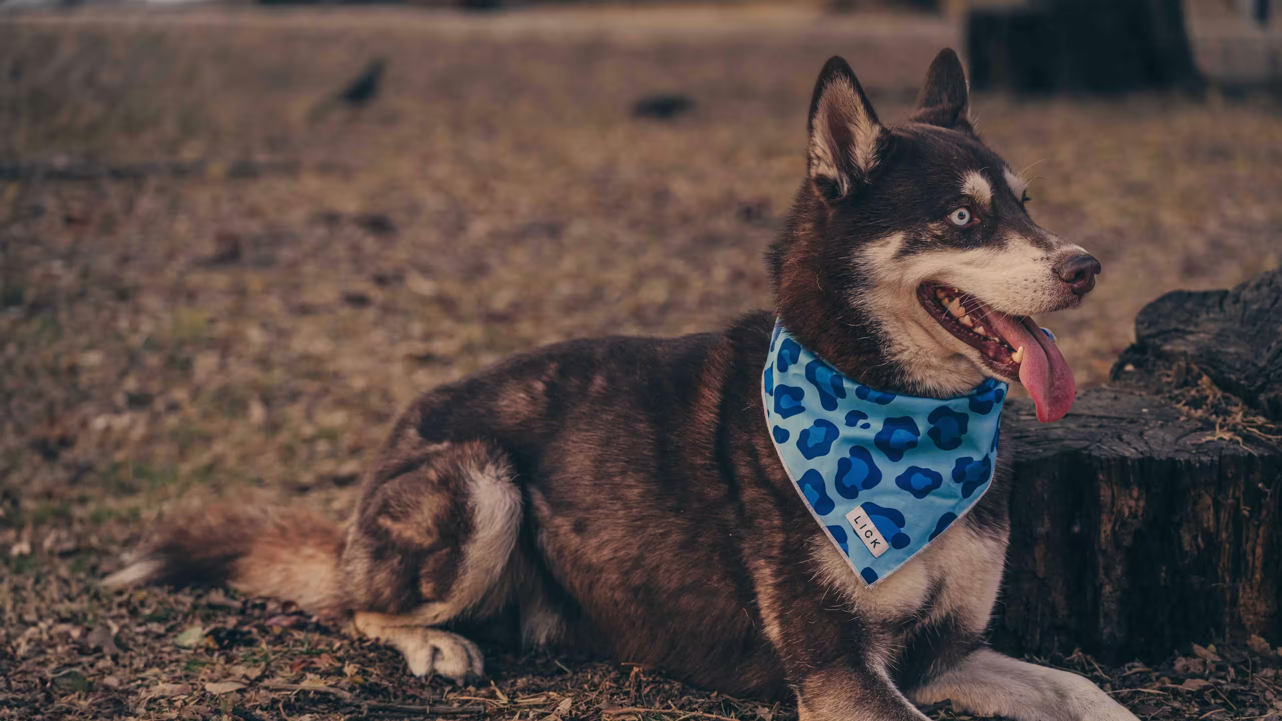 brown husky dog wearing a blue bandana around its neck 